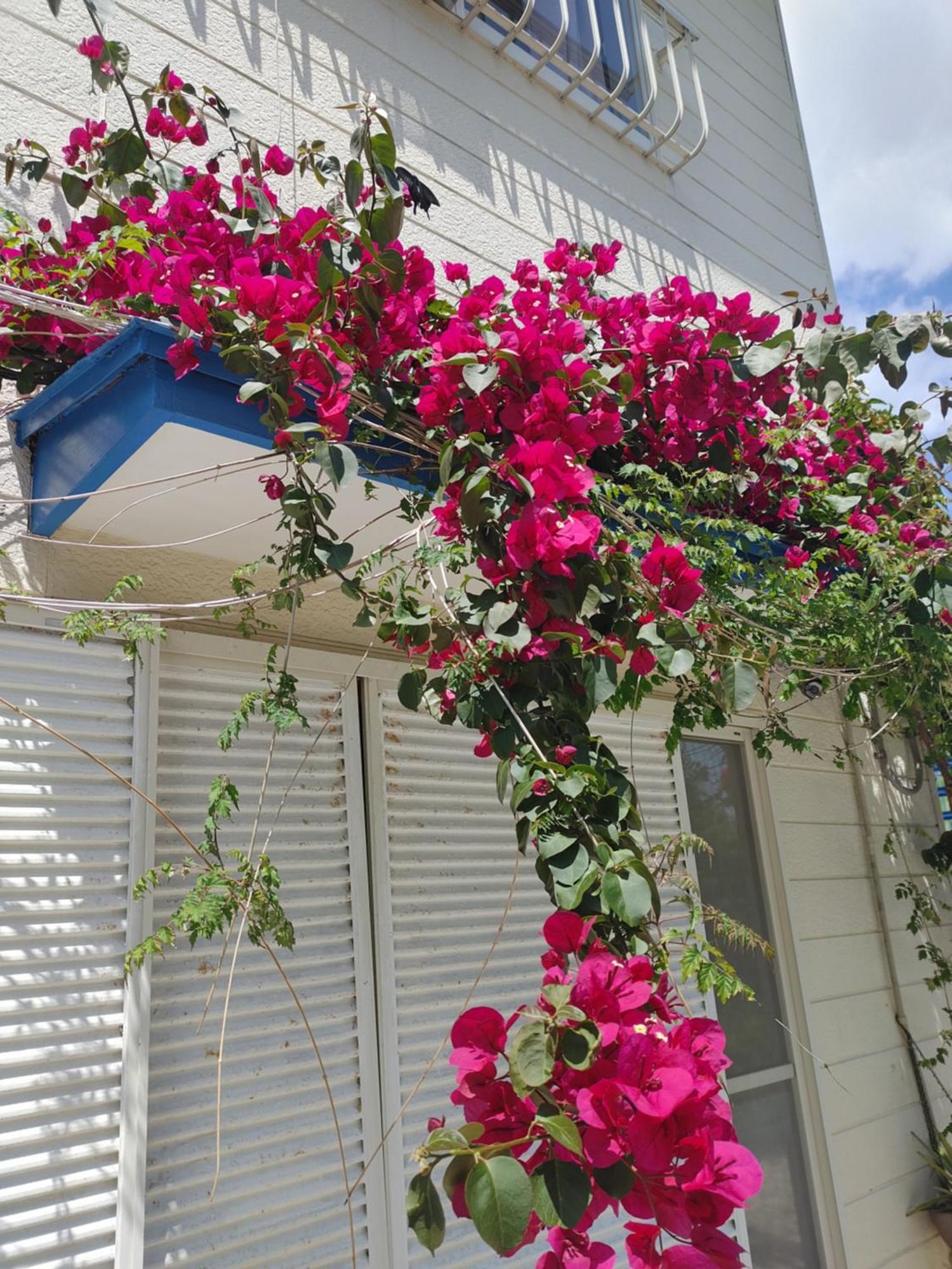 Guest House Churaumi Shimoda  Ngoại thất bức ảnh