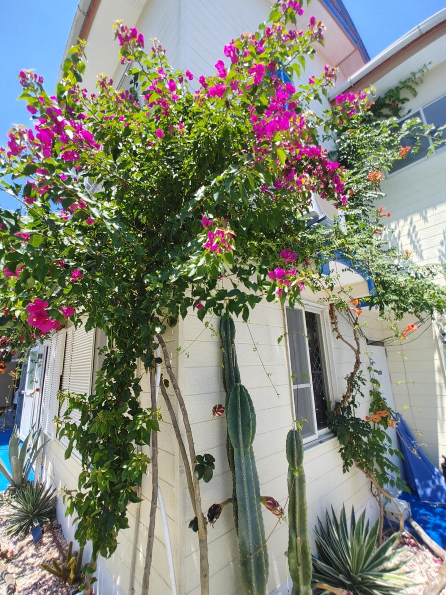 Guest House Churaumi Shimoda  Ngoại thất bức ảnh